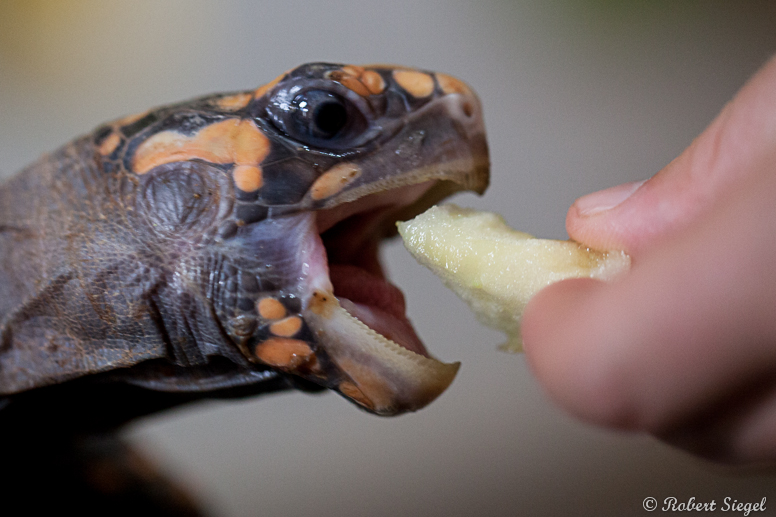 turtle eating